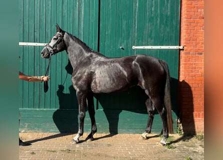 Cheval de sport allemand, Jument, 5 Ans, 172 cm, Gris noir