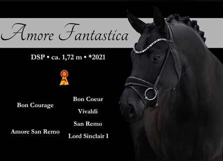 Cheval de sport allemand, Jument, 5 Ans, 172 cm, Noir