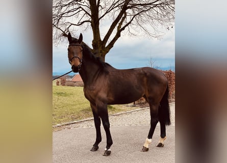 Cheval de sport allemand, Jument, 5 Ans, 173 cm, Bai brun