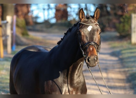 Cheval de sport allemand, Jument, 5 Ans, 173 cm, Bai brun foncé