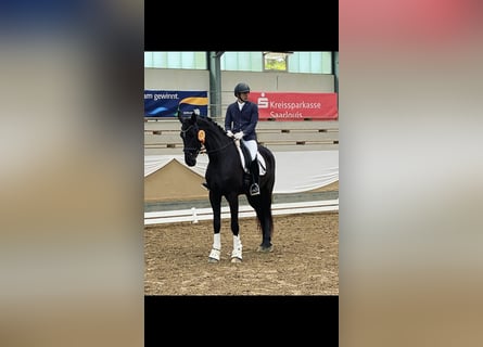 Cheval de sport allemand, Jument, 5 Ans, 175 cm, Bai brun foncé