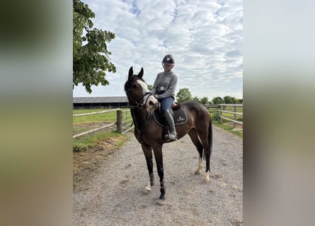 Cheval de sport allemand, Jument, 6 Ans, 158 cm, Bai brun
