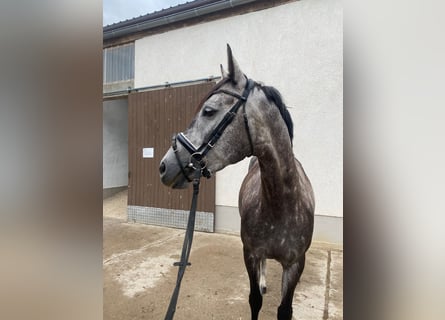 Cheval de sport allemand, Jument, 6 Ans, 160 cm, Gris pommelé