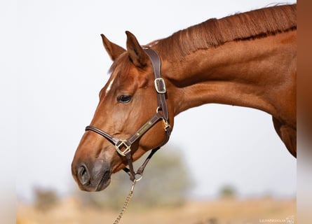 Cheval de sport allemand, Jument, 6 Ans, 163 cm, Alezan brûlé