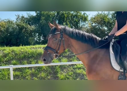 Cheval de sport allemand, Jument, 6 Ans, 164 cm, Bai