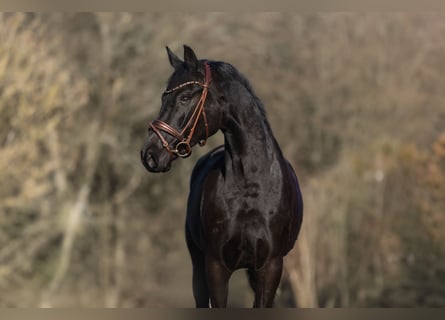 Cheval de sport allemand, Jument, 6 Ans, 164 cm, Noir