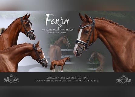 Cheval de sport allemand, Jument, 6 Ans, 165 cm, Alezan