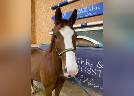 Cheval de sport allemand, Jument, 6 Ans, 165 cm, Alezan