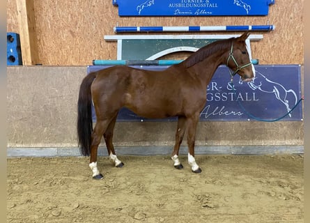 Cheval de sport allemand, Jument, 6 Ans, 165 cm, Alezan