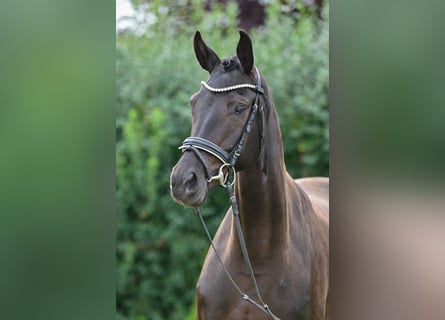 Cheval de sport allemand, Jument, 6 Ans, 165 cm, Bai brun