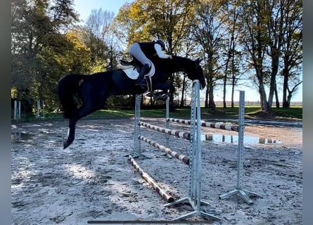 Cheval de sport allemand, Jument, 6 Ans, 166 cm, Noir