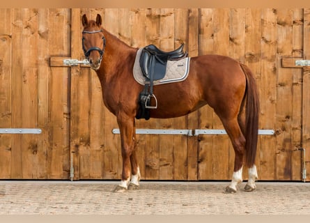 Cheval de sport allemand, Jument, 6 Ans, 167 cm, Alezan