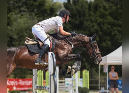 Cheval de sport allemand, Jument, 6 Ans, 167 cm, Bai brun