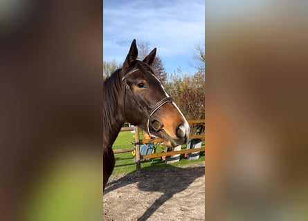 Cheval de sport allemand, Jument, 6 Ans, 167 cm, Bai