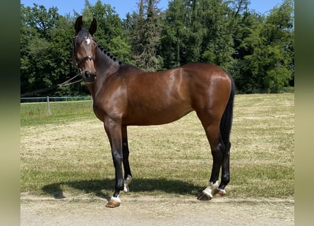 Cheval de sport allemand, Jument, 6 Ans, 167 cm, Bai