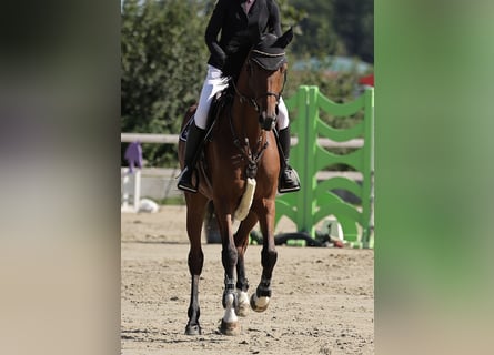 Cheval de sport allemand, Jument, 6 Ans, 167 cm, Bai