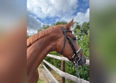 Cheval de sport allemand, Jument, 6 Ans, 168 cm, Alezan