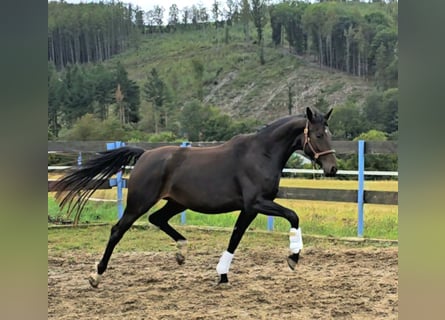 Cheval de sport allemand, Jument, 6 Ans, 168 cm, Bai brun