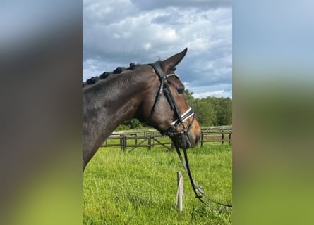 Cheval de sport allemand, Jument, 6 Ans, 168 cm, Bai