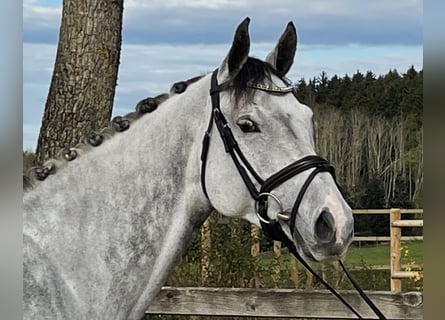 Cheval de sport allemand, Jument, 6 Ans, 168 cm, Gris