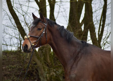 Cheval de sport allemand, Jument, 6 Ans, 170 cm, Bai