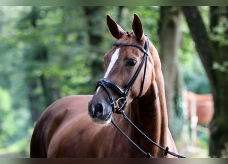 Cheval de sport allemand, Jument, 6 Ans, 171 cm, Alezan