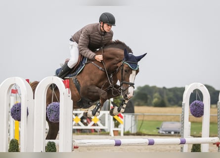 Cheval de sport allemand, Jument, 6 Ans, 172 cm, Alezan brûlé