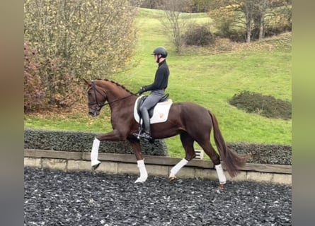Cheval de sport allemand, Jument, 6 Ans, 173 cm, Alezan brûlé