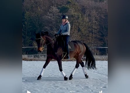 Cheval de sport allemand, Jument, 6 Ans, 175 cm, Bai brun foncé