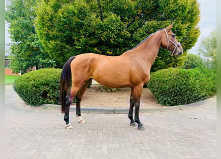 Cheval de sport allemand, Jument, 6 Ans, Bai