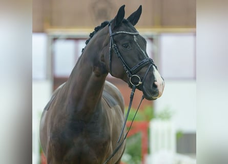 Cheval de sport allemand, Jument, 6 Ans, Noir