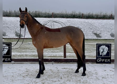 Cheval de sport allemand, Jument, 7 Ans, 161 cm, Bai