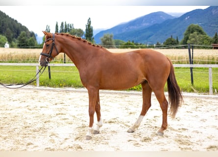 Cheval de sport allemand, Jument, 7 Ans, 162 cm, Alezan