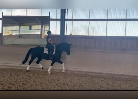 Cheval de sport allemand, Jument, 7 Ans, 162 cm, Noir