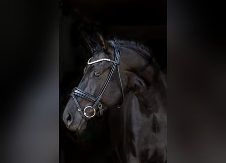 Cheval de sport allemand, Jument, 7 Ans, 162 cm, Noir