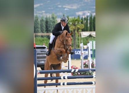 Cheval de sport allemand, Jument, 7 Ans, 163 cm, Alezan brûlé