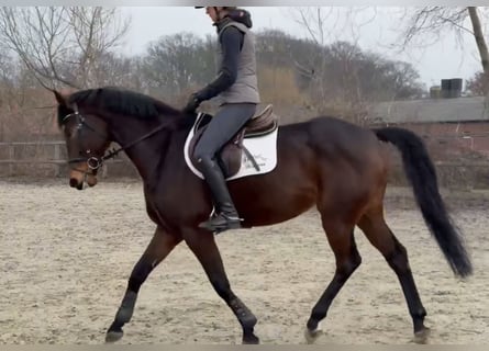 Cheval de sport allemand, Jument, 7 Ans, 164 cm, Bai brun