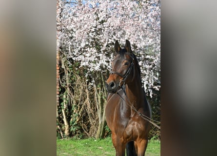 Cheval de sport allemand, Jument, 7 Ans, 166 cm, Bai brun