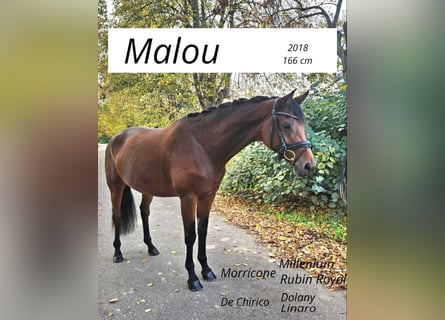 Cheval de sport allemand, Jument, 7 Ans, 166 cm, Bai