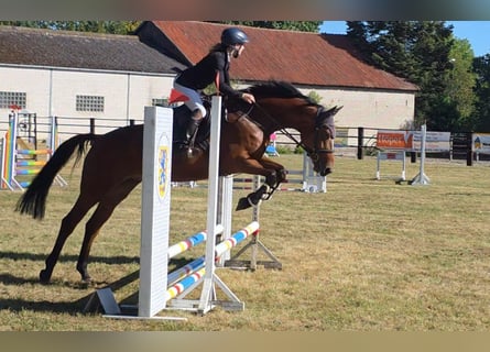Cheval de sport allemand, Jument, 7 Ans, 167 cm, Bai
