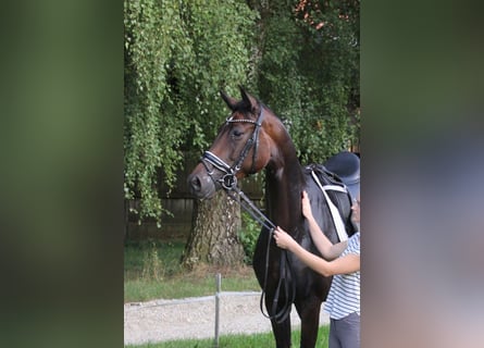 Cheval de sport allemand, Jument, 7 Ans, 171 cm, Bai brun foncé