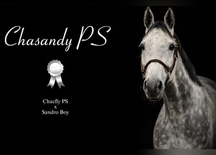 Cheval de sport allemand, Jument, 7 Ans, 172 cm, Gris pommelé