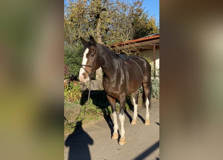 Cheval de sport allemand, Jument, 7 Ans, 173 cm, Bai brun