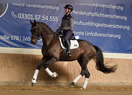 Cheval de sport allemand, Jument, 7 Ans, 176 cm, Bai brun