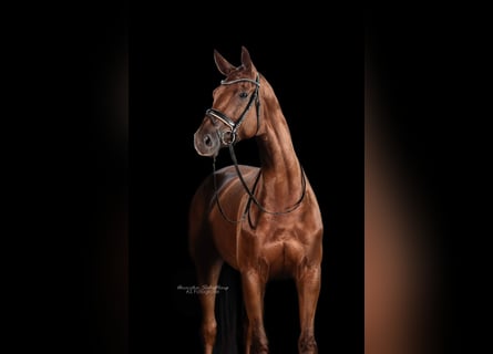 Cheval de sport allemand, Jument, 7 Ans, 182 cm, Alezan