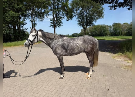 Cheval de sport allemand Croisé, Jument, 8 Ans, 147 cm, Gris