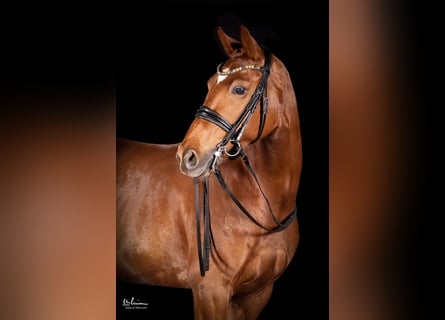 Cheval de sport allemand, Jument, 8 Ans, 166 cm, Alezan