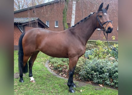 Cheval de sport allemand, Jument, 8 Ans, 167 cm, Bai