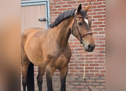 Cheval de sport allemand, Jument, 8 Ans, 167 cm, Bai