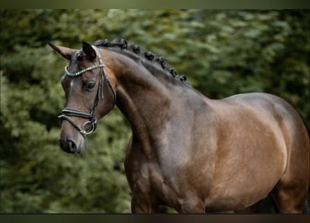 Cheval de sport allemand, Jument, 8 Ans, 168 cm, Bai